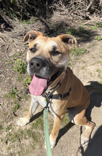 BRUNO, an adoptable Pit Bull Terrier in Lompoc, CA