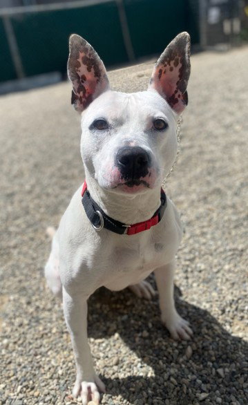 GWEN, an adoptable Pit Bull Terrier in Lompoc, CA