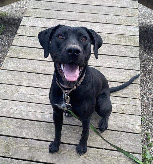 LUCIA, an adoptable Doberman Pinscher in Lompoc, CA