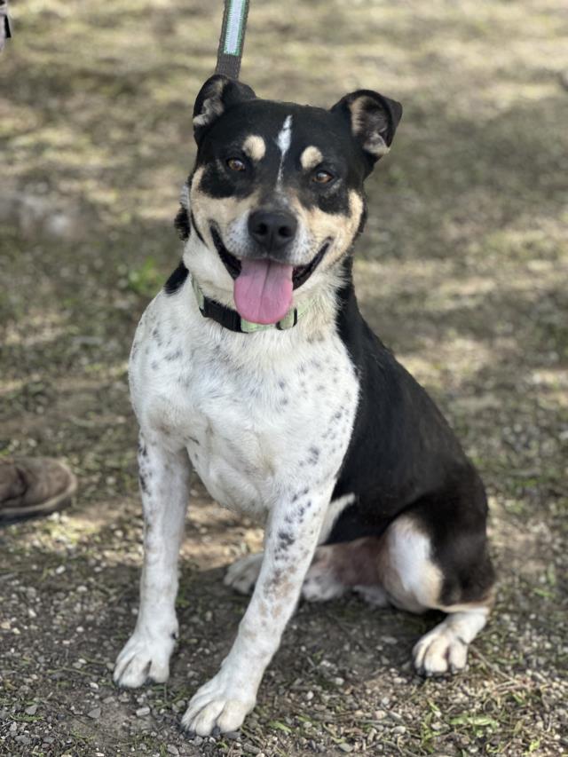 SCOUT