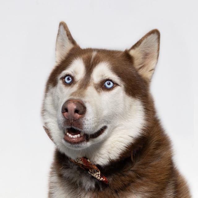 Siberian Husky