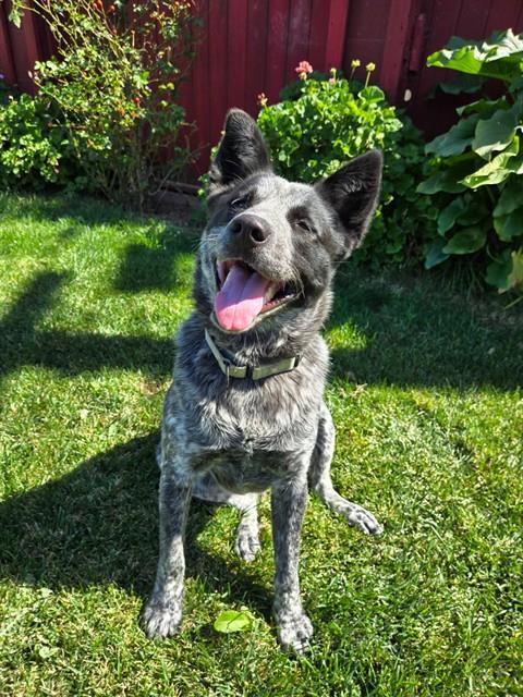 Queensland Heeler