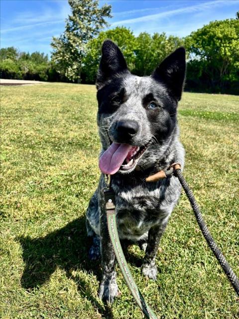 LEVY, an adoptable Queensland Heeler in Lompoc, CA