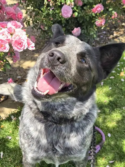 Levy - Queensland Heeler