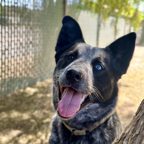 Levy, Queensland Heeler / Mixed (medium coat)