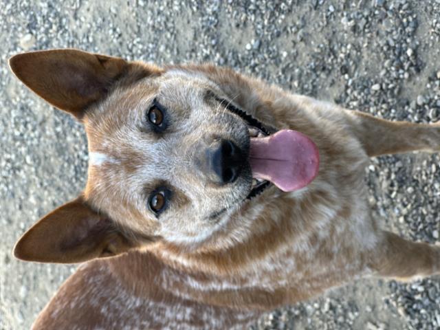 Australian Cattle Dog