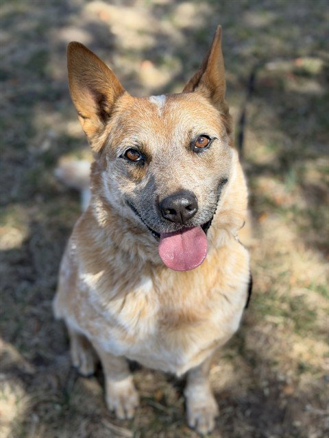 CUPID, a dog for adoption from Santa Barbara County Animal Services - Lompoc