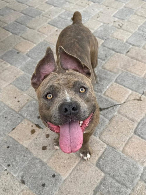 CAMY, an adoptable Pit Bull Terrier in Lompoc, CA