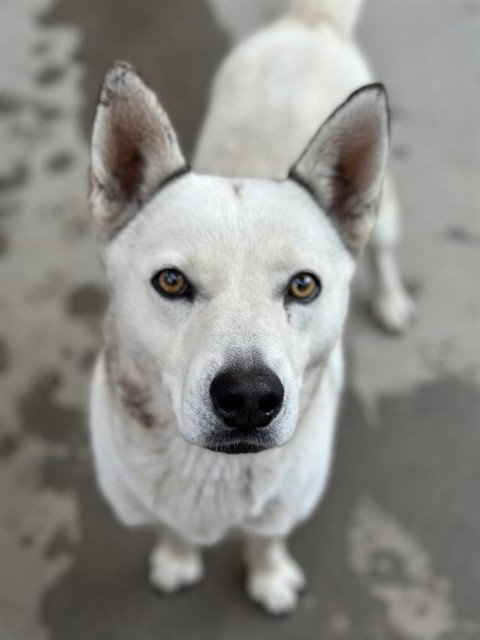 MEEKA, an adoptable Siberian Husky in Lompoc, CA