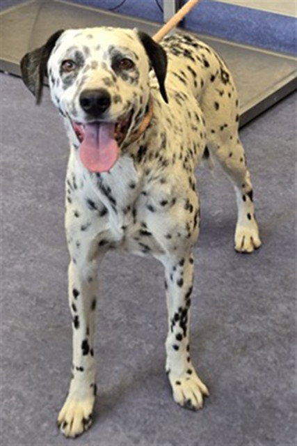 FRECKLES, an adoptable Dalmatian in Lompoc, CA