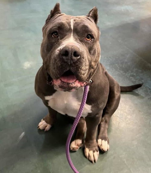 JUDY, an adoptable Pit Bull Terrier in Lompoc, CA
