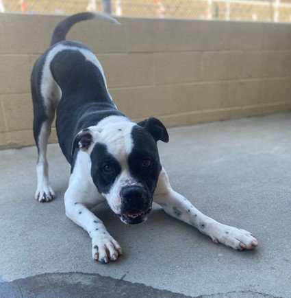 ROLLEY, an adoptable Boxer in Lompoc, CA