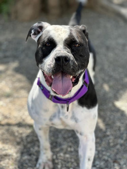 ROLLEY, an adoptable Boxer in Lompoc, CA