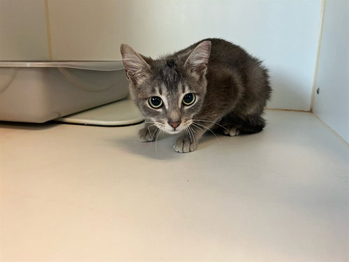 ROSS, Young Domestic Short Hair (medium coat), cat for adoption in Santa Barbara, California