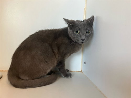 CHANDLER, Young Domestic Short Hair (medium coat), cat for adoption in Santa Barbara, California