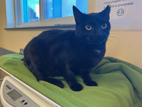 MONICA, Young Domestic Short Hair (medium coat), cat for adoption in Santa Barbara, California