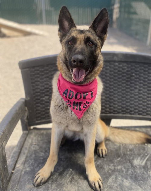 KODA, an adoptable German Shepherd Dog in Lompoc, CA