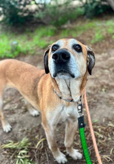 BROWNIE, an adoptable Rhodesian Ridgeback in Lompoc, CA