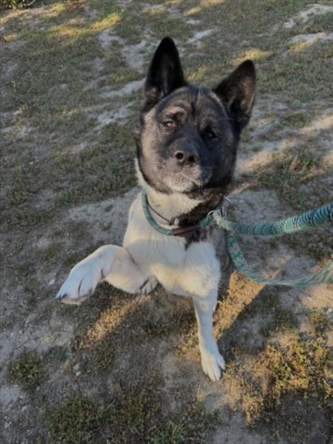 TUNDRA, an adoptable Akita in Lompoc, CA