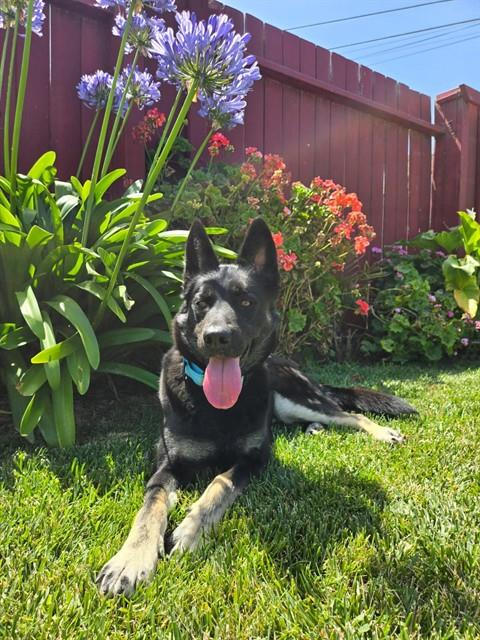 SAGE, an adoptable German Shepherd Dog in Lompoc, CA