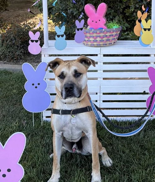 BRUNO, an adoptable Pit Bull Terrier in Lompoc, CA