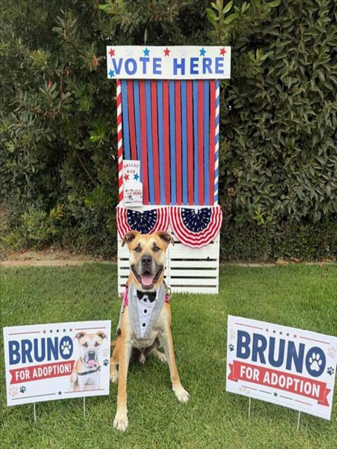 BRUNO, an adoptable Boxer in Lompoc, CA