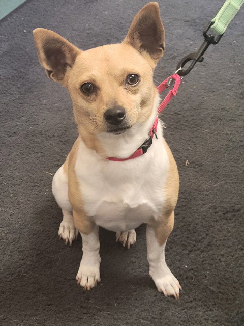 JOSH, an adoptable Chihuahua in Lompoc, CA