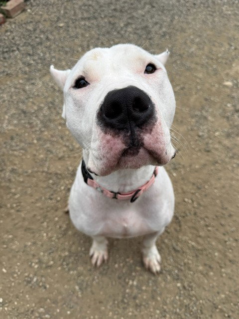CLARK, an adoptable Dogo Argentino in Lompoc, CA