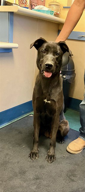 NOVA, an adoptable Cane Corso Mastiff in Lompoc, CA