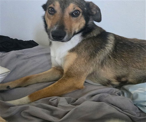 PETRY, an adoptable German Shepherd Dog in Lompoc, CA