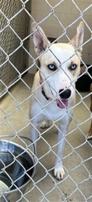 PABLO, an adoptable Husky in Lompoc, CA