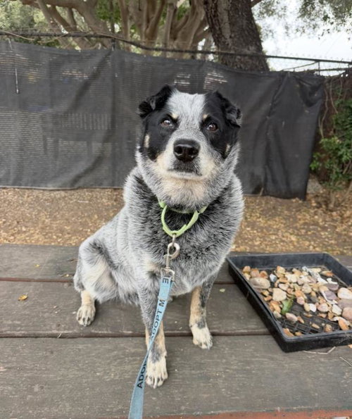 MARLEY, an adoptable Queensland Heeler in Lompoc, CA