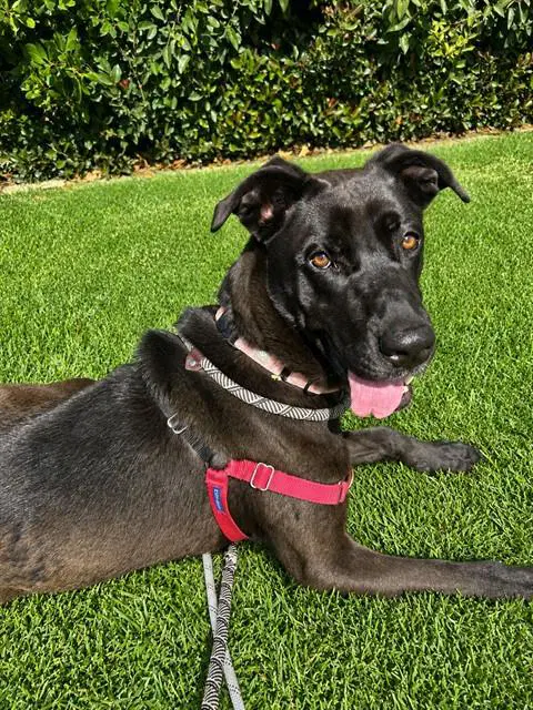 Nova - Cane Corso