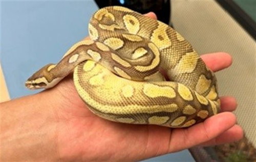 BANANA