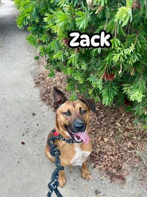 Zack - Australian Kelpie