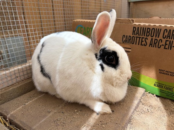 RASPUTIA