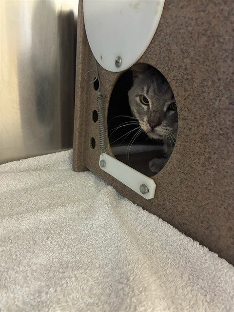 CAT 4