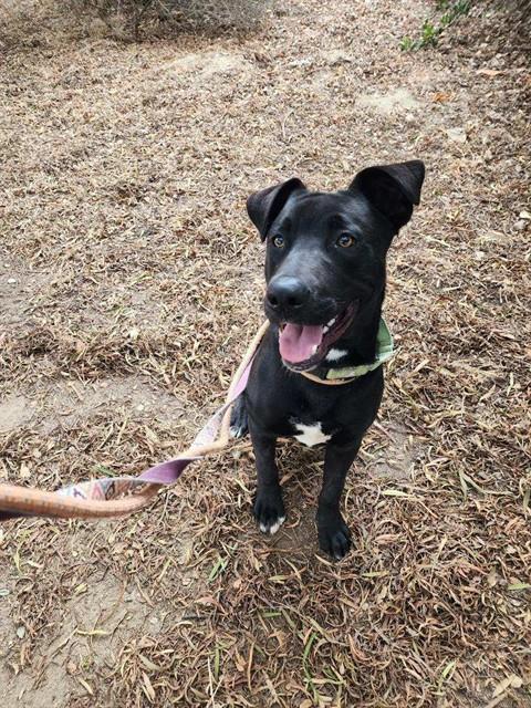 RAMBO, an adoptable Pit Bull Terrier in Lompoc, CA