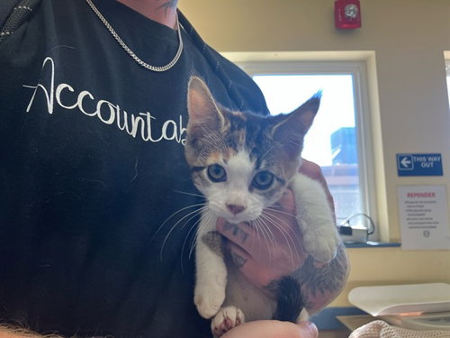 HYUNA, Baby Domestic Short Hair (medium coat), cat for adoption in Santa Barbara, California