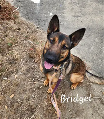 Bridgette - Australian Shepherd