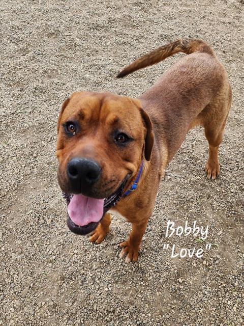 BOBBY