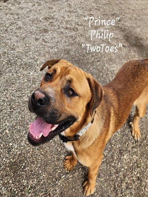 PHILIP, an adoptable Mastiff in Lompoc, CA