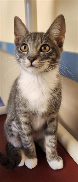 CLAMS CASINO, an adoptable Domestic Short Hair in Lompoc, CA