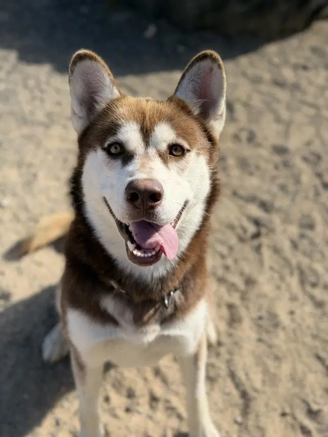 Kyle - Siberian Husky