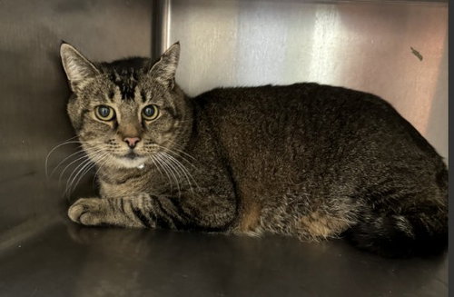 GREY, an adoptable Domestic Short Hair in Lompoc, CA