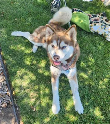 Chase - Siberian Husky