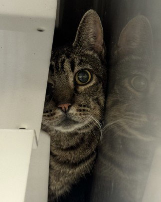 Tom