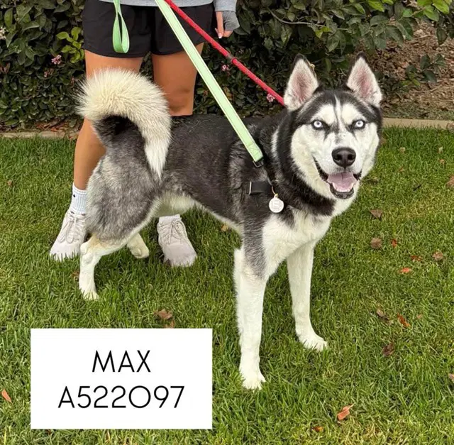 Max - Siberian Husky