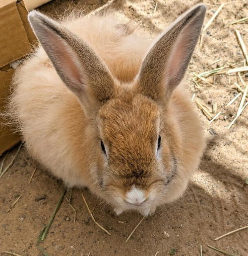 MIEL, a rabbit for adoption from Santa Barbara County Animal Services - Lompoc