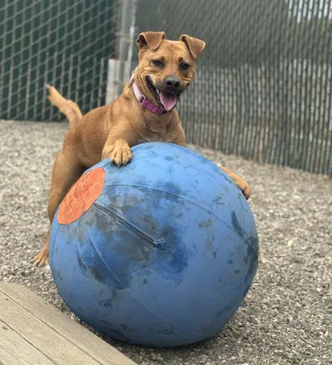Mari - Pit Bull Terrier